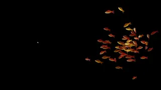 Скриншот 5 к игре Goldfish Simulator