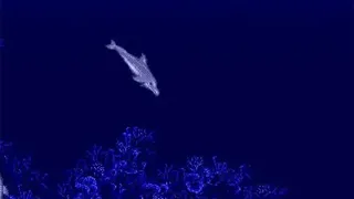 Скриншот 2 к игре Ecco the Dolphin