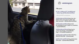 Скриншот 3 к игре Cat President ~A More Purrfect Union~