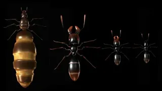 Скриншот 4 к игре Ant Queen