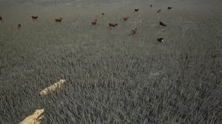 Скриншот 3 к игре Survivalizm - The Animal Simulator