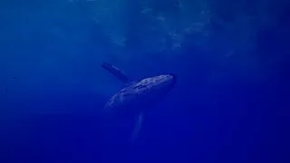 Скриншот 2 к игре Call of the Ocean