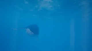 Скриншот 6 к игре Call of the Ocean
