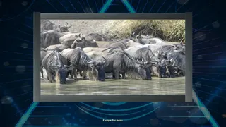 Скриншот 5 к игре Trials of the Illuminati: Amazing Wildlife Jigsaws