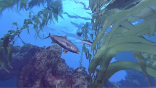 Скриншот 4 к игре Shark Week: Operation Apex