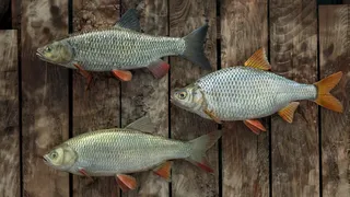 Скриншот 2 к игре Professional Fishing