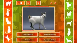 Скриншот 1 к игре JQ: dogs & cats