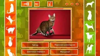 Скриншот 2 к игре JQ: dogs & cats