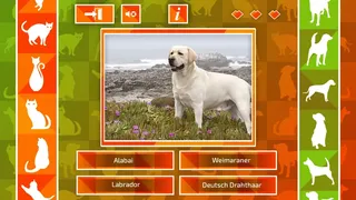 Скриншот 3 к игре JQ: dogs & cats