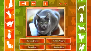 Скриншот 5 к игре JQ: dogs & cats