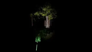 Скриншот 1 к игре Alone In The Forest VR