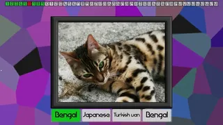 Скриншот 1 к игре Test your knowledge: Cats