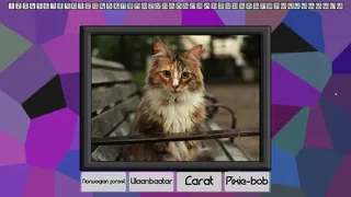 Скриншот 2 к игре Test your knowledge: Cats