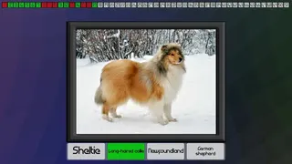 Скриншот 4 к игре Test your knowledge: Dogs