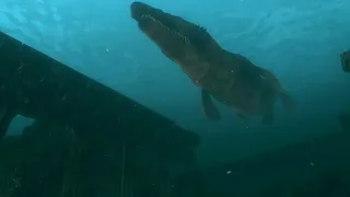 Скриншот 5 к игре Ocean's Treasures