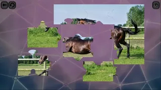 Скриншот 4 к игре Puzzles for smart: Horses