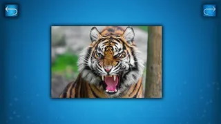 Скриншот 1 к игре PUZZLE: ANIMALS