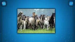 Скриншот 4 к игре PUZZLE: ANIMALS