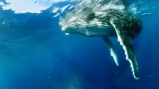 Скриншот 1 к игре Swimming with Humpbacks