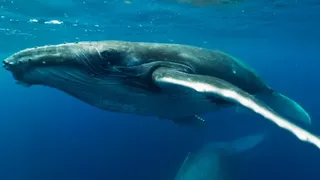Скриншот 2 к игре Swimming with Humpbacks