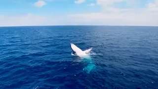Скриншот 3 к игре Swimming with Humpbacks