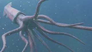 Скриншот 6 к игре Legend of Lusca