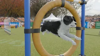 Скриншот 5 к игре Dog Trainer