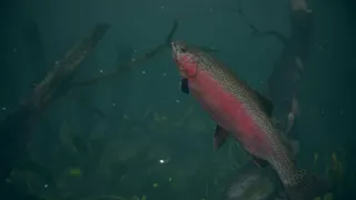 Скриншот 1 к игре Ultimate Fishing Simulator 2