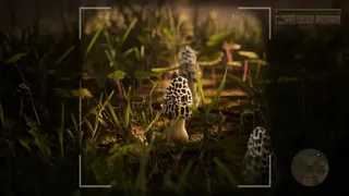 Скриншот 1 к игре Morels: The Hunt