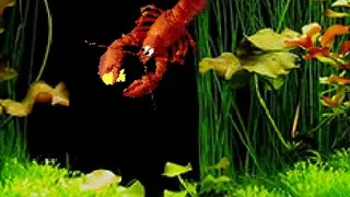 Скриншот 3 к игре Aquarium Life