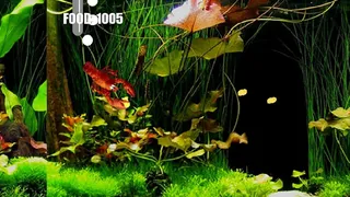 Скриншот 6 к игре Aquarium Life