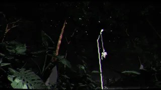 Скриншот 5 к игре Borneo: A Jungle Nightmare