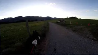Скриншот 2 к игре BorderCollie Game