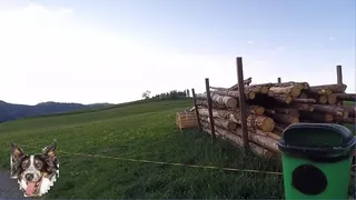 Скриншот 4 к игре BorderCollie Game