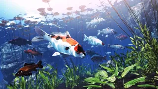 Скриншот 1 к игре My Koi