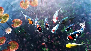 Скриншот 4 к игре My Koi