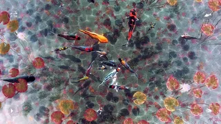 Скриншот 5 к игре My Koi