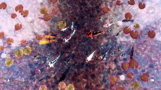 Скриншот 7 к игре My Koi
