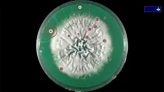 Скриншот 6 к игре Coronavirus - Nano Force