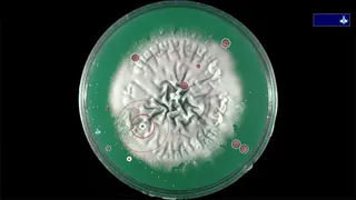 Скриншот 7 к игре Coronavirus - Nano Force
