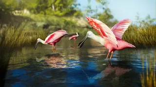 Скриншот 1 к игре Birding Simulator: Bird Photographer
