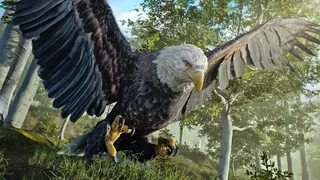 Скриншот 5 к игре Birding Simulator: Bird Photographer