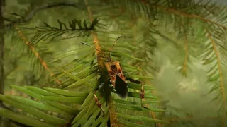 Скриншот 5 к игре Insect Worlds