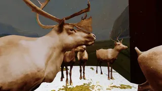 Скриншот 4 к игре Beyond The Diorama: Caribou World