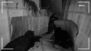 Скриншот 3 к игре Darkness Under My Bed