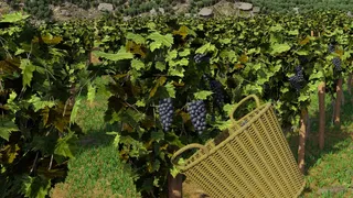 Скриншот 7 к игре Winery Simulator
