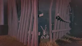 Скриншот 2 к игре Rabbit Riot