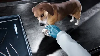 Скриншот 4 к игре Veterinary Clinic Simulator