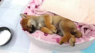 Скриншот 4 к игре Shiba Mekuri 柴めくり