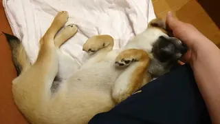Скриншот 5 к игре Shiba Mekuri 柴めくり